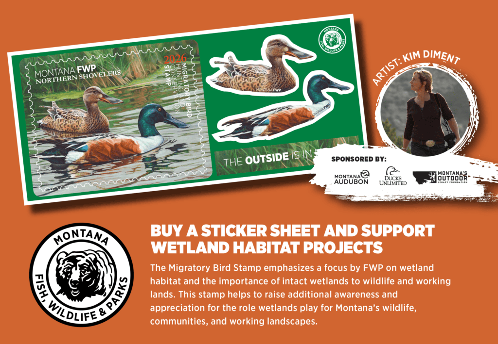 GOV DELIVERY MOCK UP_2026-05 - Montana's Outdoor Legacy Foundation Montana FWP stamp sheet with ducks on a green background, sponsor logos, and text about wetlands habitat projects for birds.