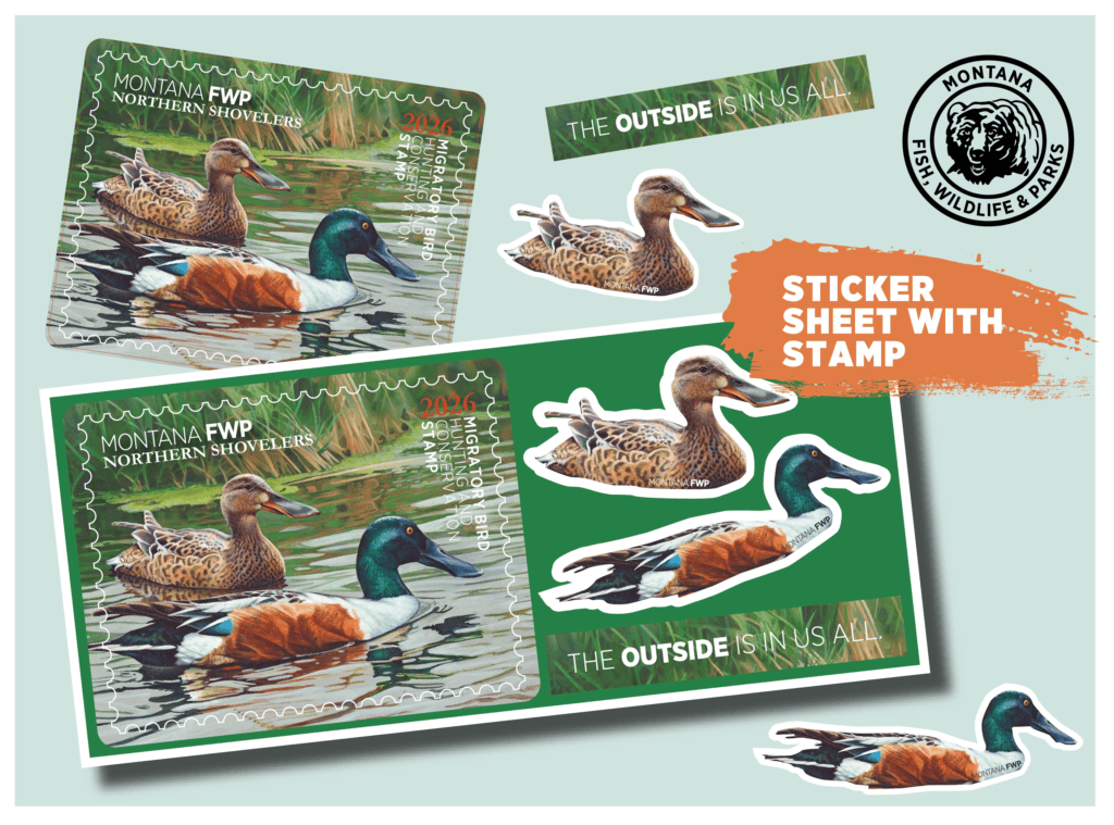 GOV DELIVERY MOCK UP_final new-01-01-01 - Montana's Outdoor Legacy Foundation Collage of Montana FWP duck stamps with mallard imagery, sticker sheet elements, and the 'The Outside Is In Us All' banner.